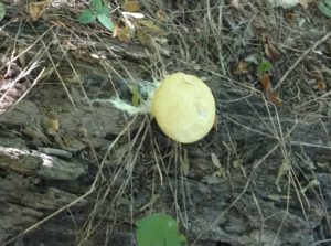 False Puffball Enteridium lycoperdon