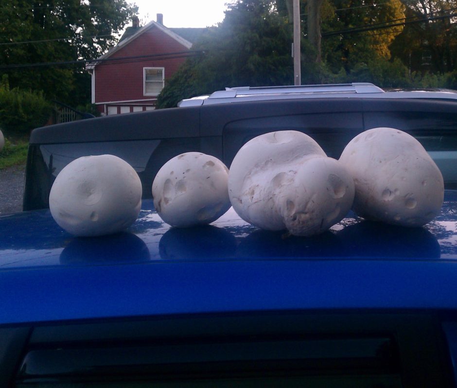 Giant Puffballs on the hood of a car