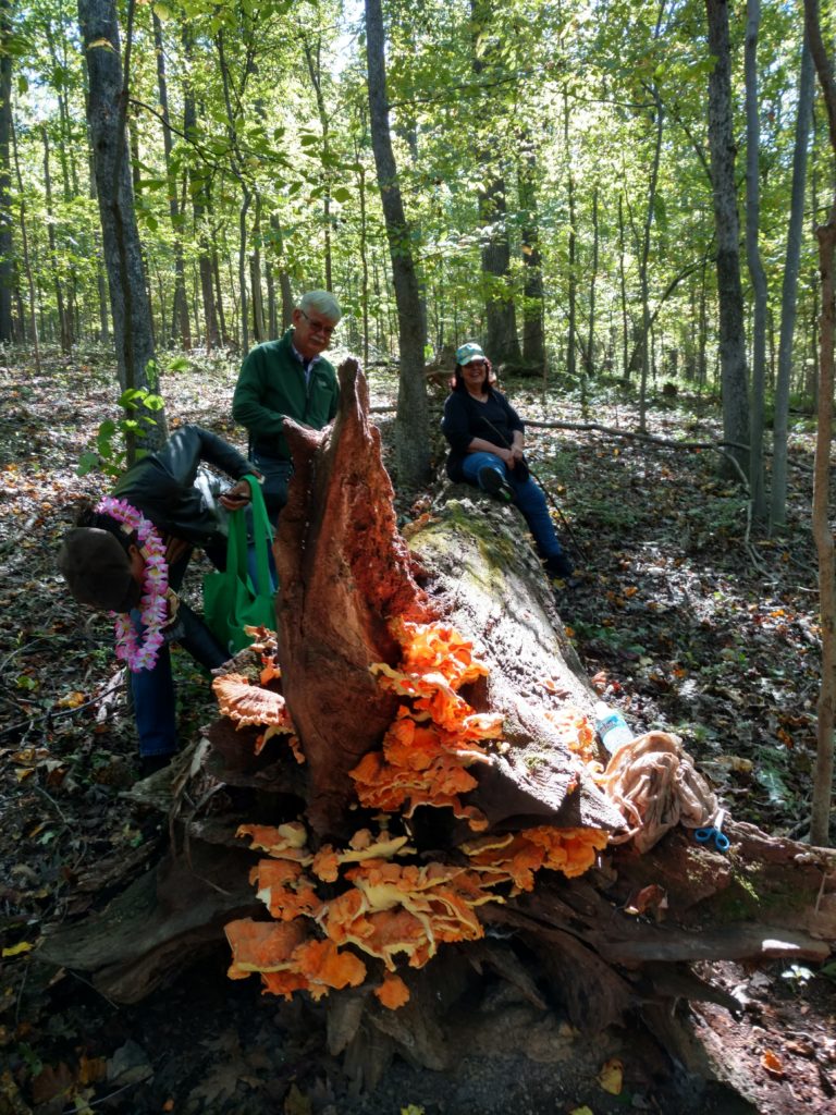 several people picking a large chicken of the woods mushroom