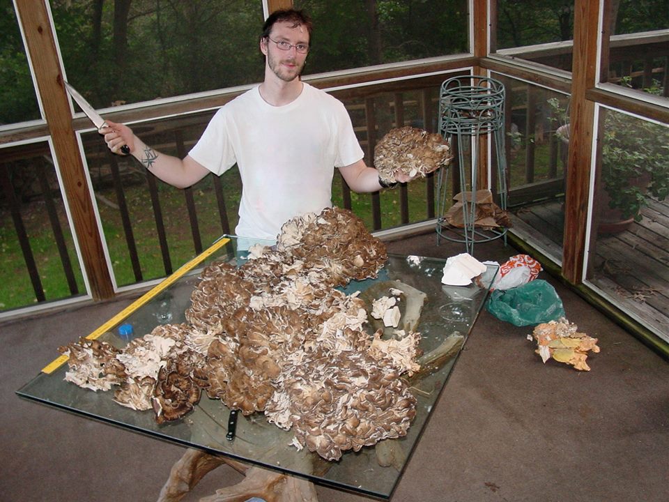 Maitake
