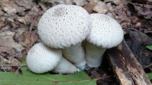 Common Puffballs